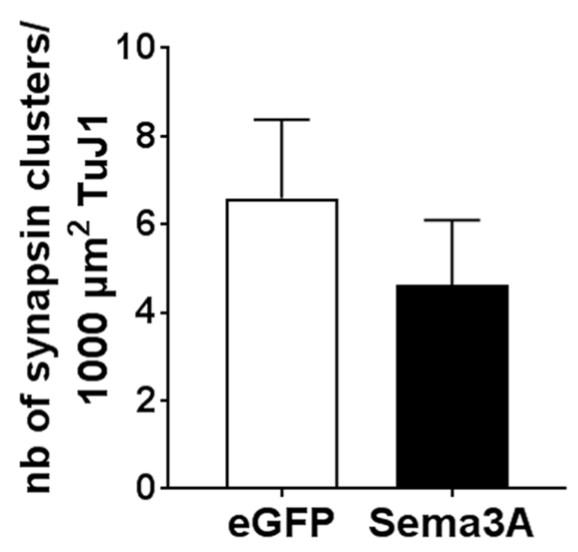 Quantification of the number of synapsin 1 clusters.jpg
